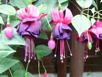 CIMG4916.webp