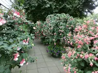 CIMG4931.webp