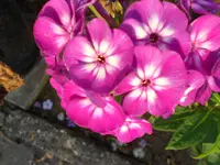 DSCN0899.webp