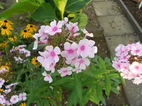 DSCN0900.webp