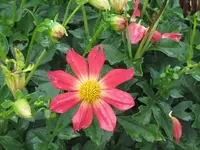 042.webp