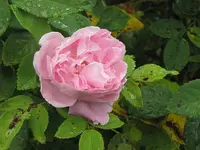 118.webp
