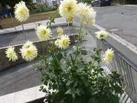 P1080814.webp