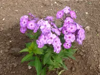 P1080740.webp