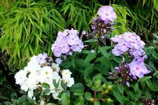 2013_0823Sommer0010 schneewittchen u phlox.webp