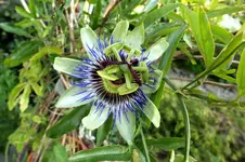 maracujablüte.webp