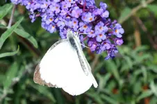 großer kohlweissling.webp