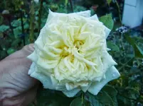 CIMG0402.webp