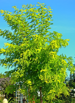 25082013_Goldrobinie in vollem Laub_600.webp