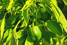 Paprika grün_tennisballgroß_1024.webp