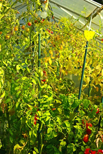 Tomatendschungel_600.webp