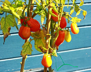 Roma reifen_900.webp