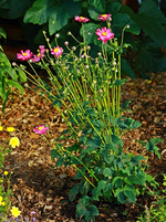 pinke Herbstanemome als Ersatz für Gras_600.webp