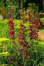 blaue Lobelie_120cm hoch_600.webp