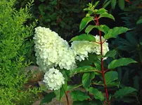 Vanille Fraise mit mittlerweile 3 Blüten_1024.webp