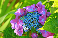 spätere Knospe_beginnende Blüte_1024.webp