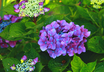 dies ist die echte Blaufärbung_im Schatten_1024.webp