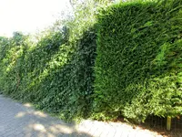 CIMG4966.webp