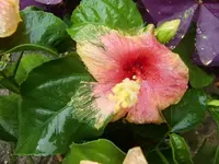 CIMG0380.webp