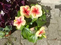 CIMG0281.webp