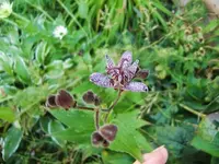 CIMG0298.webp