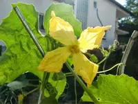 CIMG0307.webp