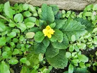 CIMG0365.webp