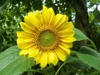 CIMG0394.webp