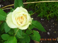 august22 013.webp