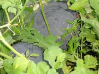 DSC00469.webp
