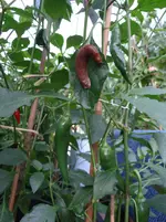 Paprika 4.webp