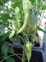 Paprika 5.webp