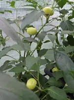 Paprika 6.webp