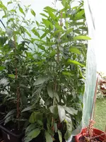 Pepino1.webp