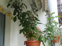 Pepino2.webp