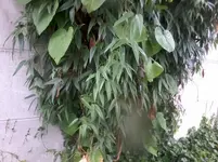 Foto0029.webp