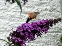 Schmetterling_3226.webp