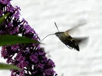 Schmetterling_3230.webp