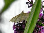 Schmetterling_3305.JPG