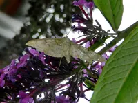 Schmetterling_3308.webp
