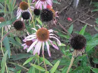 045.webp