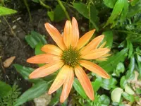 CIMG0388.webp