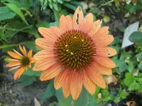 CIMG0297.webp