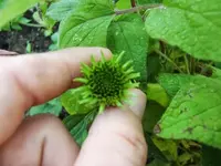CIMG0366.webp