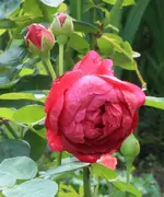 Ascot 130827.webp