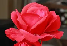 Shalom 130827.webp
