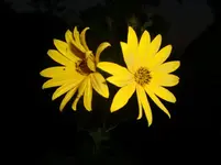 CIMG7191.webp