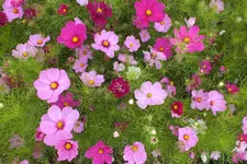 2013_0826Sommer0004.webp