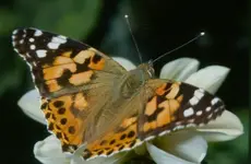 Distelfalter.webp
