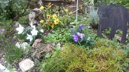 Ballonblumen.webp